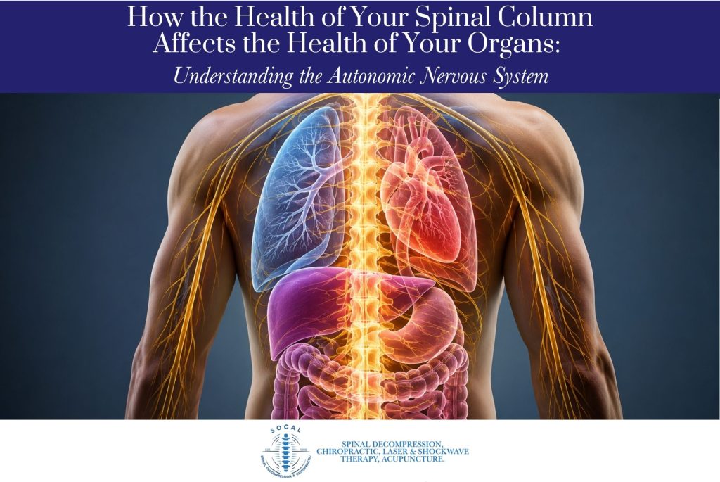 How the Health of Your Spinal Column Affects the Health of Your Organs: Understanding the Autonomic Nervous System